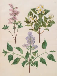 Syringa x persica; Philadelphus coronarius; Syringa vulgaris